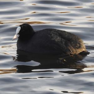 Common Coot