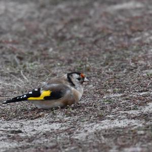 European Goldfinch