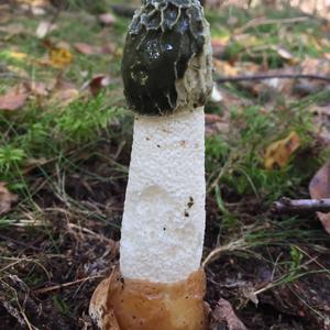 Stinkhorn, Common