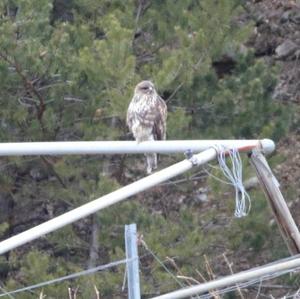 Common Buzzard