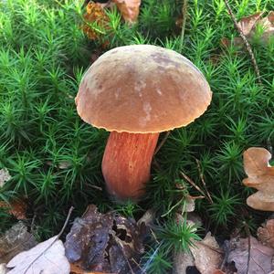 Dotted-stem Bolete