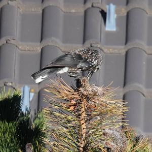 Spotted Nutcracker