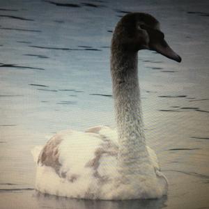 Mute Swan