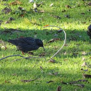 Spotless Starling