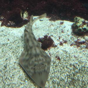 Common guitarfish