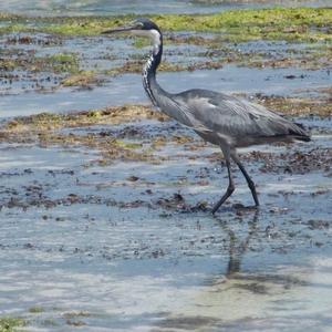 Black-headed Heron