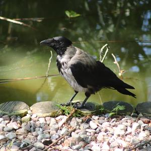 Hooded Crow