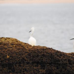 Little Egret