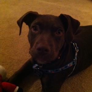 Unknown Breed