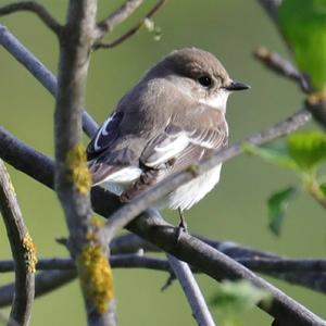 European Pied Flycatcher