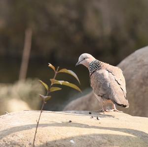 Eurasian Collared-dove