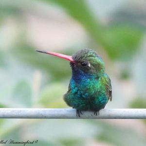 Breitschnabelkolibri