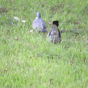 Common Wood-pigeon