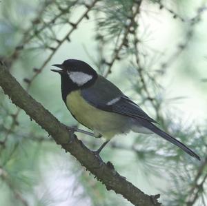 Great Tit