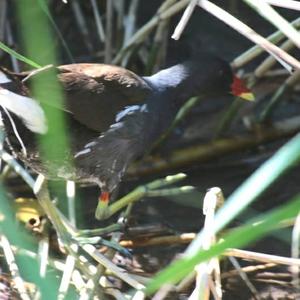 Common Moorhen