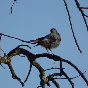 Black Redstart