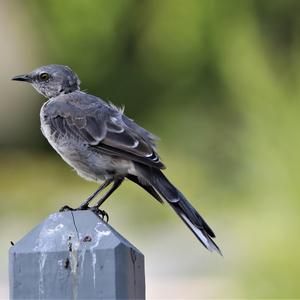 Northern Mockingbird