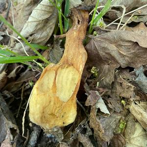 Yellow Morel