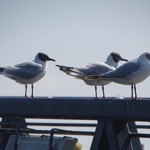 Black-headed Gull