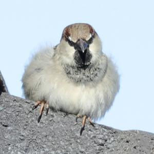 House Sparrow