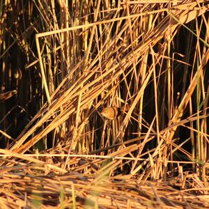 Eurasian Reed-warbler