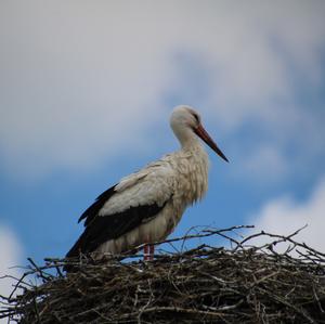 Weißstorch