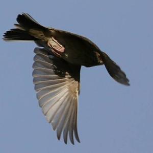 Tree Pipit