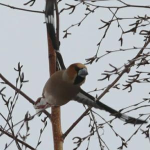 Hawfinch