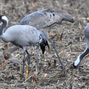 Common Crane