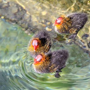 Common Coot