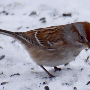 American Tree Sparrow