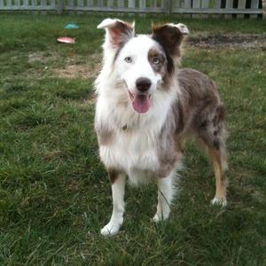 Australian Shepherd