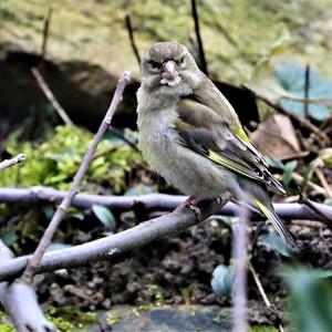 European Greenfinch