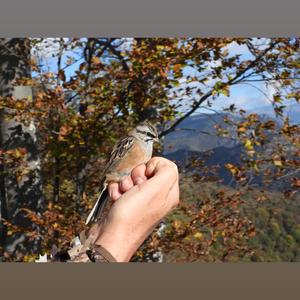 Rock Bunting