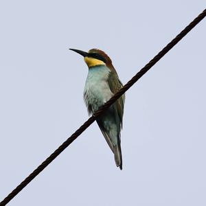 European Bee-eater