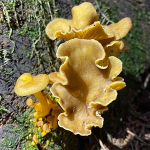 Trumpet Chanterelle