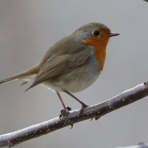 European Robin