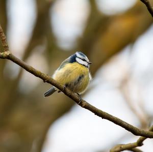 Blue Tit