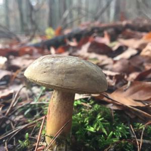 Red-cracked Bolete