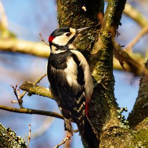 Great Spotted Woodpecker