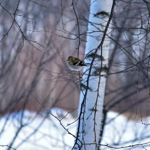 American Goldfinch