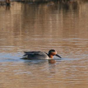 Common Teal