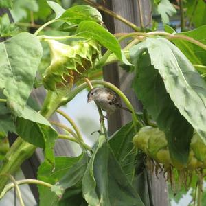 House Sparrow