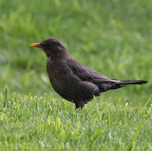 Eurasian Blackbird