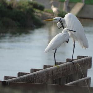 Great Egret