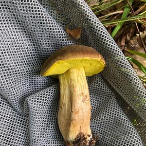 Yellow-cracked Bolete