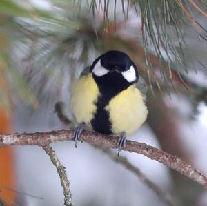 Great Tit