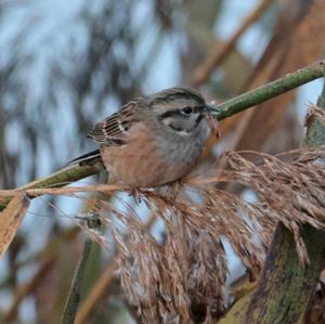 Rock Bunting