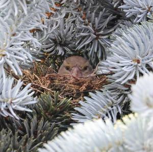 European Greenfinch