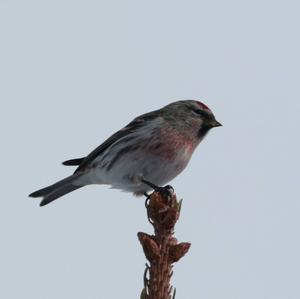 Common Redpoll